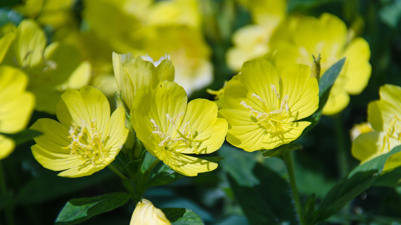 Evening Primrose - A photo of an evening primrose plant, a flowering herbaceous plant known for its vibrant yellow or pink flowers that bloom in the evening. The plant typically has lance-shaped leaves that are arranged in a basal rosette. The leaves may be green or gray-green in color and have a slightly fuzzy texture. The flowers are usually cup-shaped and have four petals, with a contrasting color at the center. 