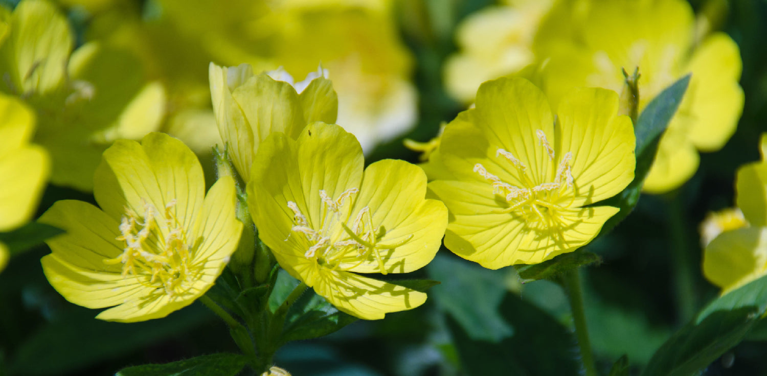 Evening primrose plant - A photo of an evening primrose (Oenothera spp.) plant. The plant features tall, slender stems with lanceolate leaves that are typically arranged in a rosette formation. The leaves may be hairy or smooth, depending on the species. The plant produces showy, four-petaled flowers that are typically yellow or pink, and they bloom in the evening, hence the common name "evening primrose." 