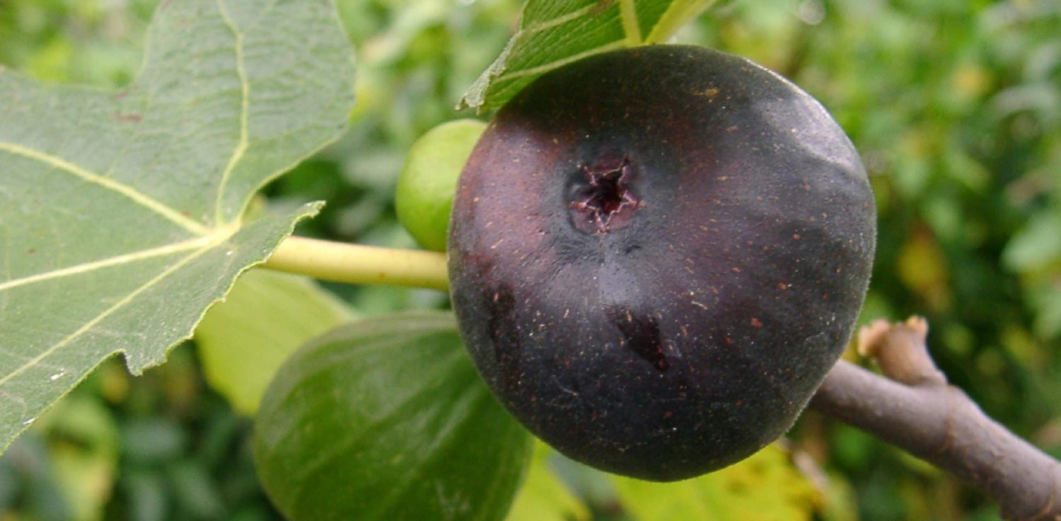 Fig plant - A photo of a fig plant (Ficus carica), a deciduous tree that is commonly cultivated for its delicious fruit. The plant features large, lobed leaves that are typically dark green and have a rough texture. The leaves are arranged alternately along the stems and may have a slightly serrated edge. Fig plants produce unique, pear-shaped fruits known as figs, which are typically green when unripe and turn to a variety of colors, including purple, brown, or greenish-yellow when ripe.