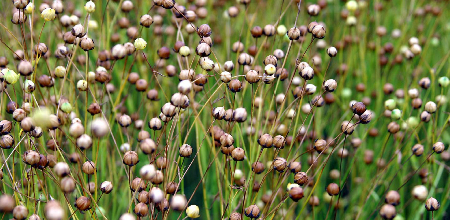 Flax plant - A photo of a flax plant (Linum usitatissimum), an annual herbaceous plant cultivated for its fiber and seeds. The plant features slender stems with narrow, lanceolate leaves that are arranged alternately along the stems. The leaves are typically green and may have a bluish hue. Flax plants produce small, blue flowers with five petals that are arranged in terminal clusters. After flowering, the plant produces round capsules containing flaxseeds
