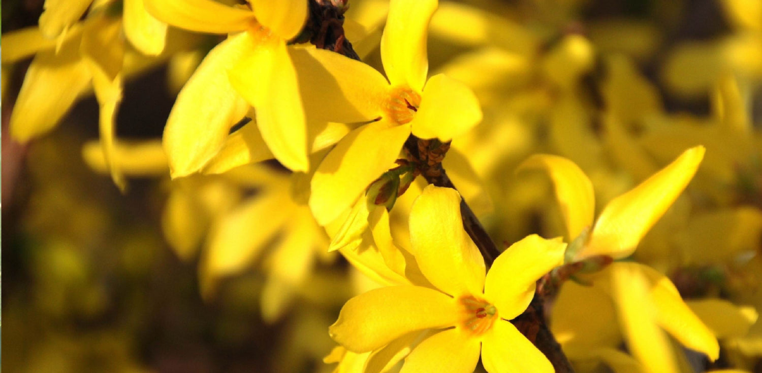 Forsythia suspensa plant - A photo of Forsythia suspensa, a deciduous shrub known for its bright yellow flowers that bloom in early spring. The plant features arching branches covered with ovate, serrated leaves that are dark green in color. The flowers are tubular in shape and arranged in clusters along the branches before the leaves emerge.