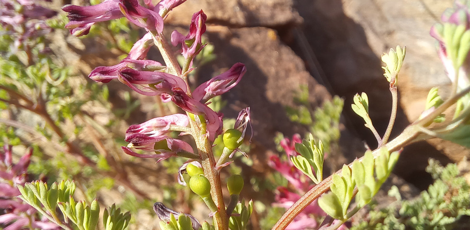 Fumaria officinalis plant - A photo of Fumaria officinalis, also known as common fumitory or earth smoke. The plant features delicate, fern-like leaves that are divided into small, lobed segments. The leaves are typically bluish-green in color and have a lacy appearance. The plant produces clusters of small, tubular flowers that are usually pink to purple in color and have a unique, irregular shape.