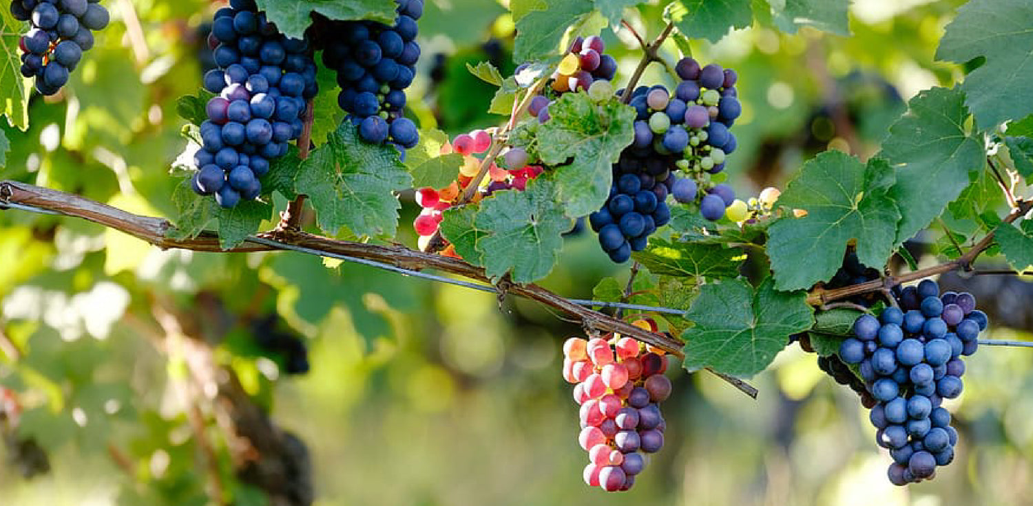 Grape plant - A photo of a grapevine (Vitis spp.) that features woody stems with tendrils for climbing, and leaves that are palmately lobed or toothed. The plant produces clusters of small flowers that eventually develop into fruit clusters known as grapes. Grapes come in a variety of colors, including green, red, and purple, and are characterized by their round shape and juicy, sweet or tart flesh.