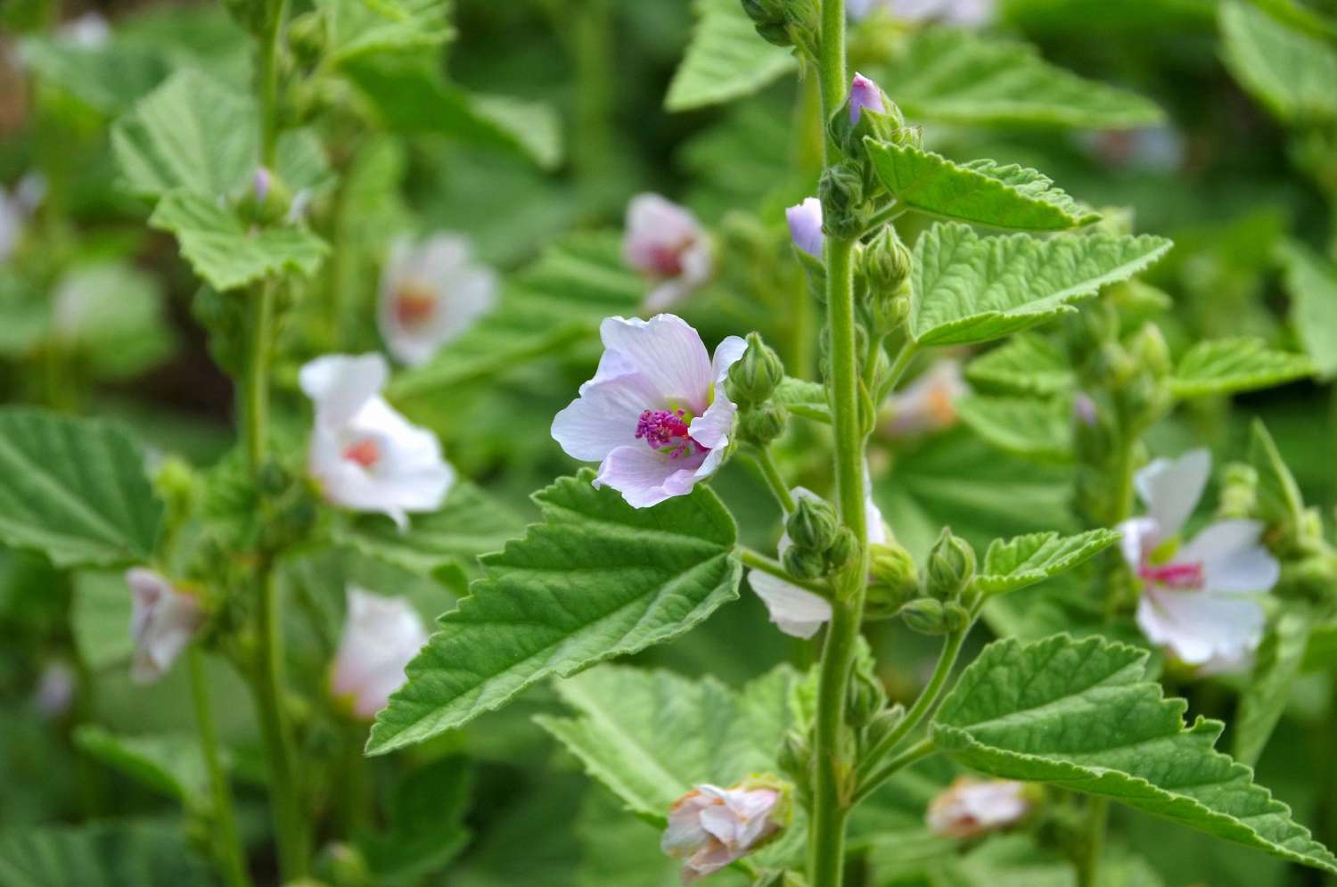 Marshmallow Plant - A photo of a Marshmallow plant, typically featuring tall, herbaceous stems with lobed leaves and clusters of small, pale pink or white flowers. The plant has a soft, fuzzy texture due to fine hairs that cover the leaves and stems. The leaves are usually heart-shaped or palmately lobed, and the flowers have five petals and a distinctively tubular shape. 