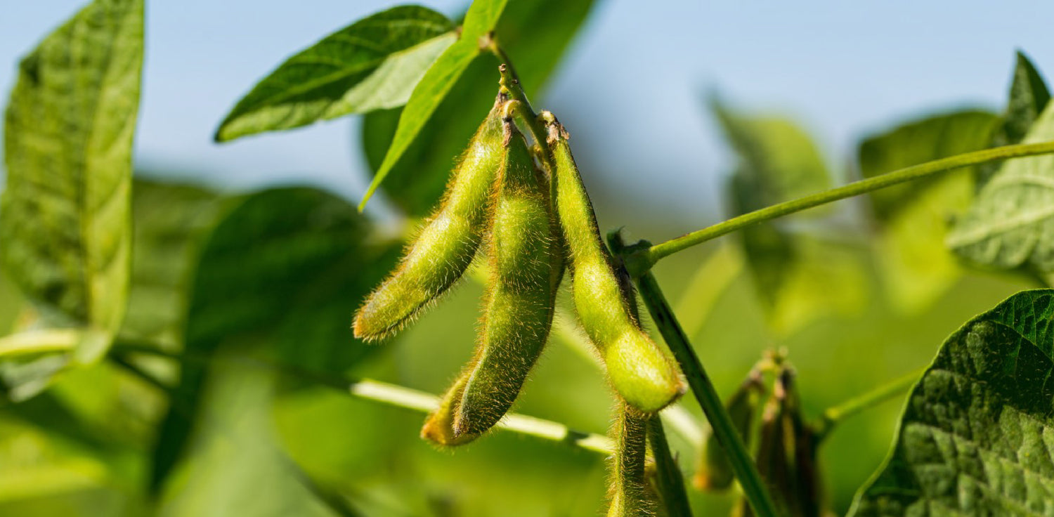 Soybean plant - A photo of a mature soybean plant (Glycine max) in a field. The plant has an upright stem with compound leaves made up of three leaflets. The leaves are dark green and have a smooth texture. The plant has small, inconspicuous flowers and develops seed pods containing 2-4 oval-shaped seeds each. The seeds, commonly known as soybeans, are pale yellow or greenish in color.