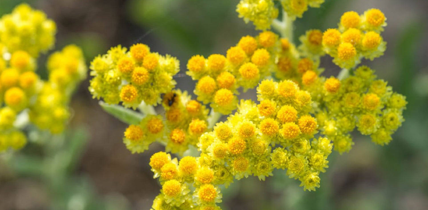 Helichrysum italicum plant - A photo of a Helichrysum italicum plant, The plant features small, silver-gray leaves that are lanceolate or oblong in shape, with a dense covering of fine hairs. The plant produces small, yellow flowers that are arranged in clusters at the tips of the stems. The flowers have a daisy-like appearance with a central disc and ray-like petals. 