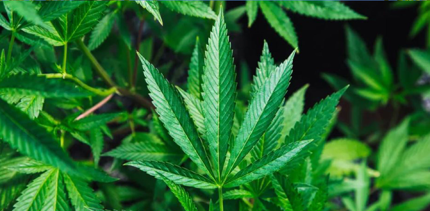 Cannabis sativa plant - A photo of a Cannabis sativa plant, a tall, annual herbaceous plant known for its distinctive leaves with serrated edges and elongated shape. The plant typically features a single, thick main stem with branching leaves that are palmately compound, with 5 to 9 leaflets. The leaves are typically light green in color, but can vary depending on the specific strain and growing conditions. 