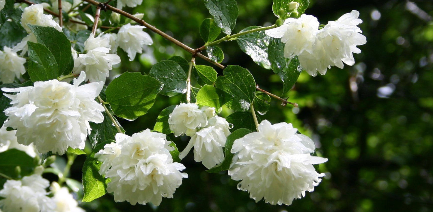 Jasmine plant - A photo of a jasmine plant, which is a flowering plant known for its fragrant white or yellow flowers. Jasmine plants typically have green, vining stems with opposite, pinnately compound leaves composed of small leaflets. The leaves are usually dark green and glossy. Jasmine plants produce clusters of small, tubular flowers that are typically white or yellow in color and have a sweet, pleasant fragrance. The flowers are often star-shaped or trumpet-shaped.