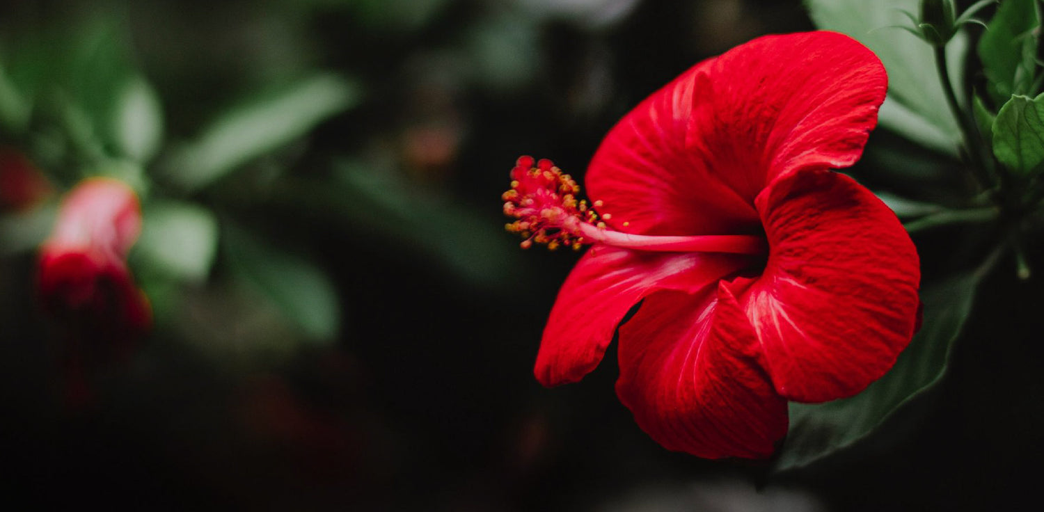 Hibiscus plant - A photo of a hibiscus plant, a flowering shrub known for its large, showy flowers. The plant typically features bright, colorful flowers with five or more petals, and a prominent central stamen. The flowers can come in various colors, including shades of red, pink, orange, yellow, white, and purple, depending on the species and cultivar. Hibiscus plants also have dark green, glossy leaves that are typically serrated or lobed in shape. 