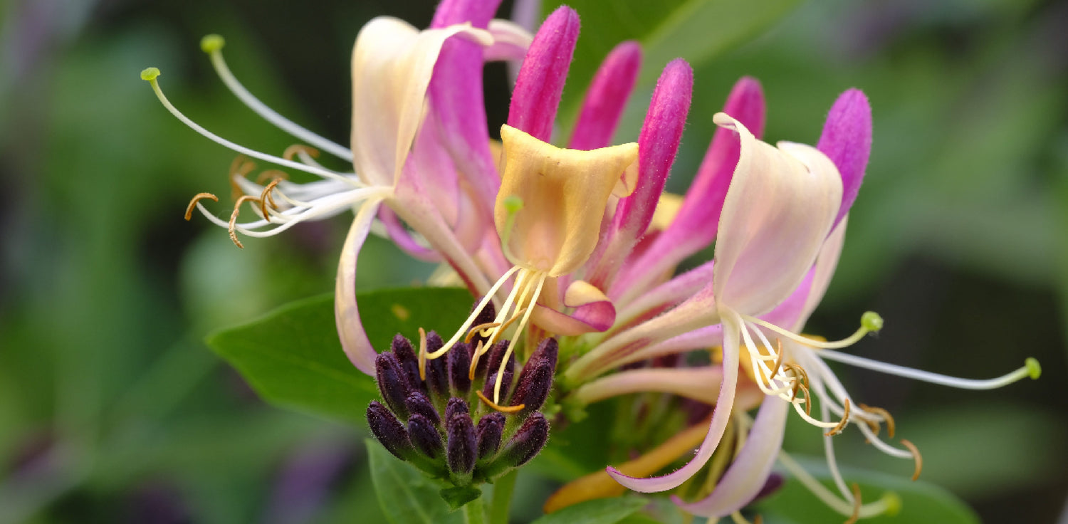 Honeysuckle plant - A photo of a honeysuckle plant, a woody vine or shrub known for its fragrant and colorful flowers. It features tubular flowers in various colors, such as white, yellow, pink, or red, which are often clustered in pairs. The plant has opposite, simple leaves and twining stems that allow it to climb and cover structures or trail along the ground. 