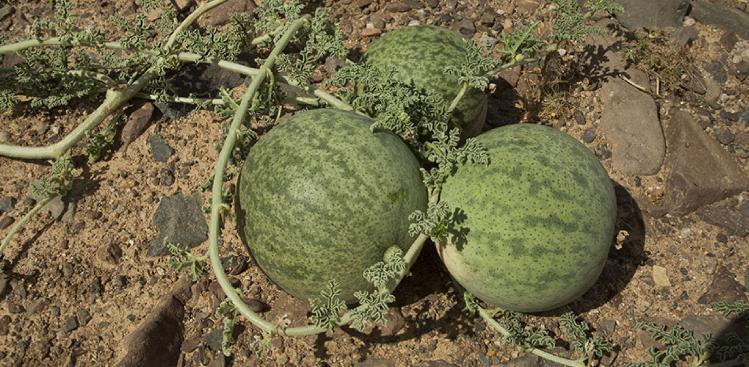 Kalahari melon plant - A photo of the Kalahari melon plant (Citrullus lanatus var. citroides), a trailing or climbing vine with large, lobed leaves and yellow flowers. The plant has a thick stem and tendrils for climbing, and it produces the Kalahari melon fruit, which is yellow or green color, and its flesh is juicy and sweet. 