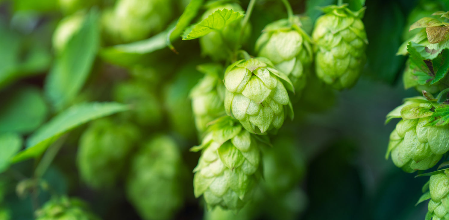 Hop plant - A photo of a hop plant, a perennial climbing vine. It features large, serrated leaves with distinctive lobes and tendrils that help it climb. The female plants produce cone-like structures known as hop cones, which are used in brewing beer and have a distinctive aroma. The plant also produces inconspicuous flowers and has rough, twining stems. Hop plants are commonly grown in regions with suitable climates for beer production.