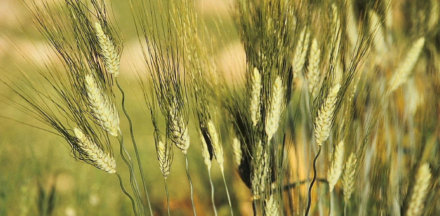 Kamut wheat - A photo of Kamut wheat (Triticum turgidum subsp. turanicum), also known as Khorasan wheat. It is an ancient grain that has a distinct elongated shape with a light golden color. The grains are larger than modern wheat and have a rich, nutty flavor.
