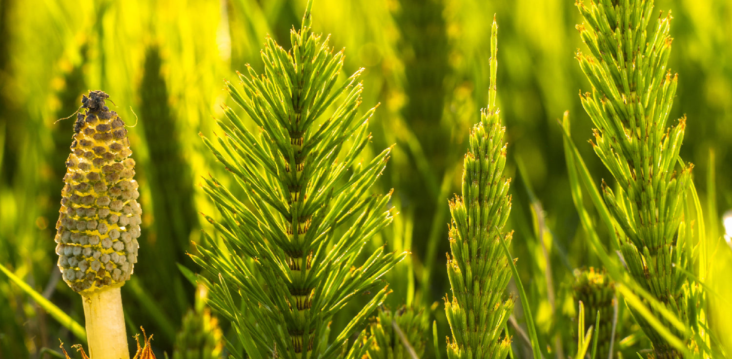 Horsetail plant - A photo of a horsetail plant, a unique and ancient perennial plant known for its distinctive appearance. The plant features tall, jointed stems that resemble the tail of a horse, giving it its common name. The stems are typically hollow and segmented with ridges and furrows. The plant lacks true leaves, but instead has small, scale-like structures that surround the joints of the stems.