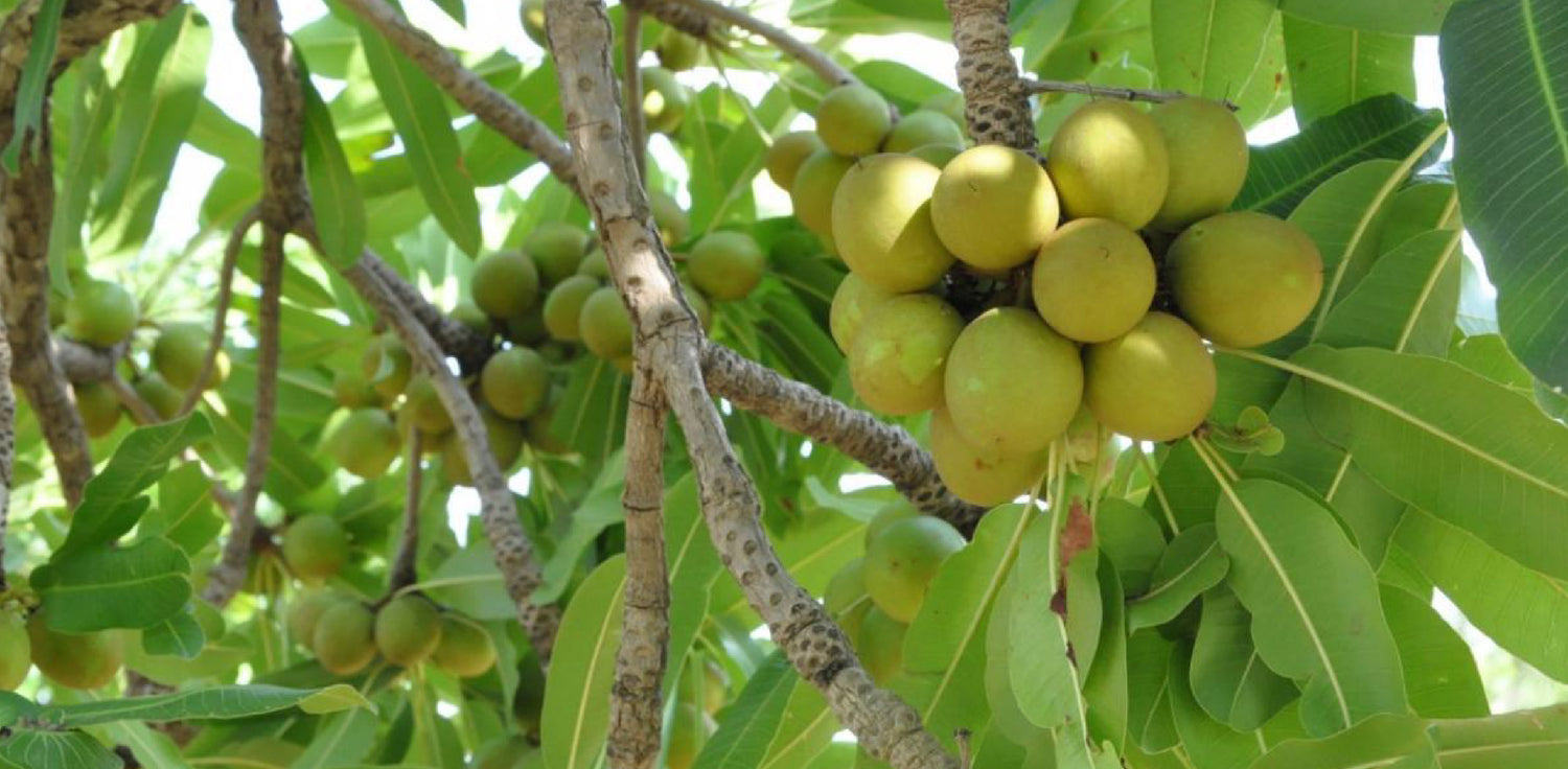 Shea tree - A photo of a shea tree. The shea tree is a deciduous tree that can reach a height of up to 15 meters, with a thick and rough bark, and a wide, spreading crown. The leaves are large and compound, with alternate leaflets that are oval or elliptical in shape, and may appear glossy green. The tree produces small, greenish-yellow flowers in clusters, which later develop into fruit pods that contain a seed or nut known as shea butter. 