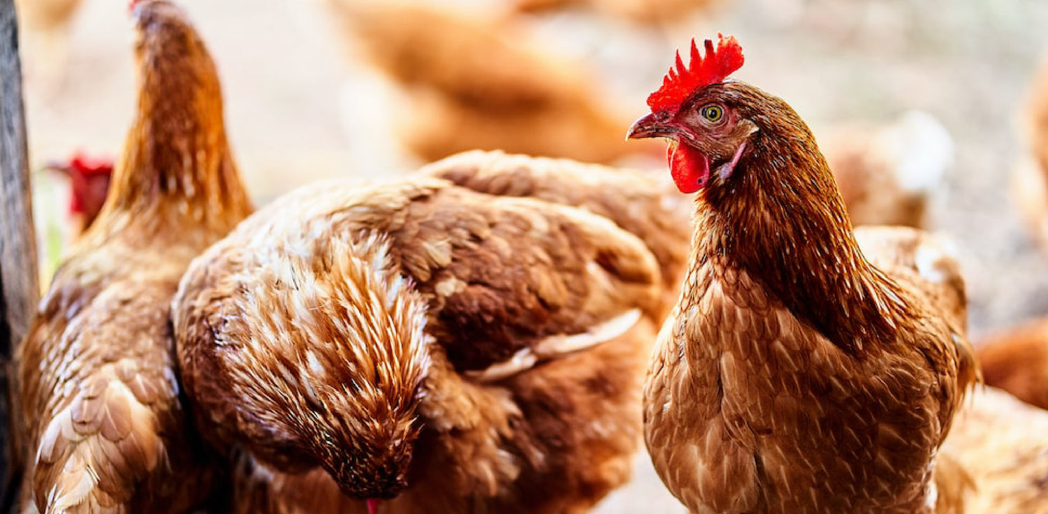 Chickens and Keratin - A photo of chickens, domestic fowls (Gallus domesticus), typically kept for meat or egg production. Chickens have feathers on their bodies made of keratin, which is a protein that forms the structure of their feathers. Feathers are composed mostly of keratin, a fibrous protein that provides strength and flexibility to the structure of feathers. 