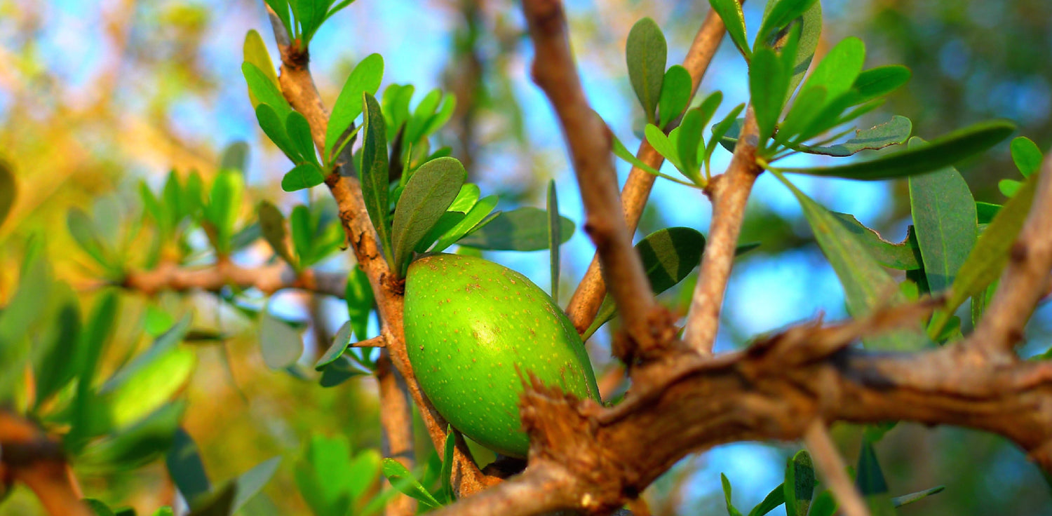 Argan tree - A photo of an argan tree (Argania spinosa) with its distinctive twisted trunk and branches, and small, oval-shaped leaves that are dark green in color. The tree is standing in a semi-arid landscape with reddish-brown soil. The tree bears small, yellowish-green fruits that resemble olives, with a fleshy outer layer and a hard inner nut. 