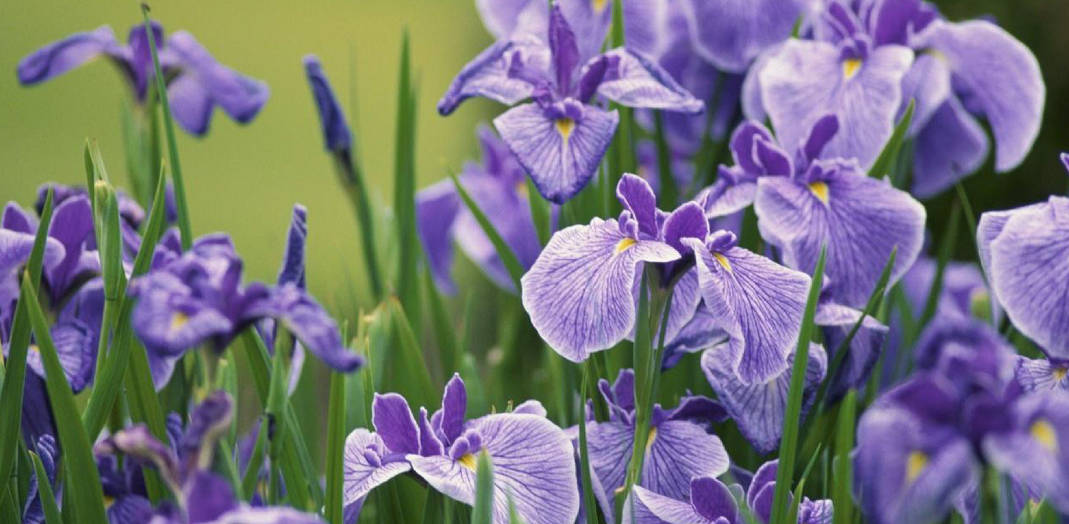 Iris flower - A photo of an iris flower, The flower features three upright petals, called standards, and three downward-curving petals, called falls, which are often different in color and pattern. The petals are typically broad and have a wide range of colors, including shades of purple, blue, yellow, orange, pink, and white, depending on the species and cultivar. The flowers are often adorned with contrasting markings or patterns, known as veining or signals