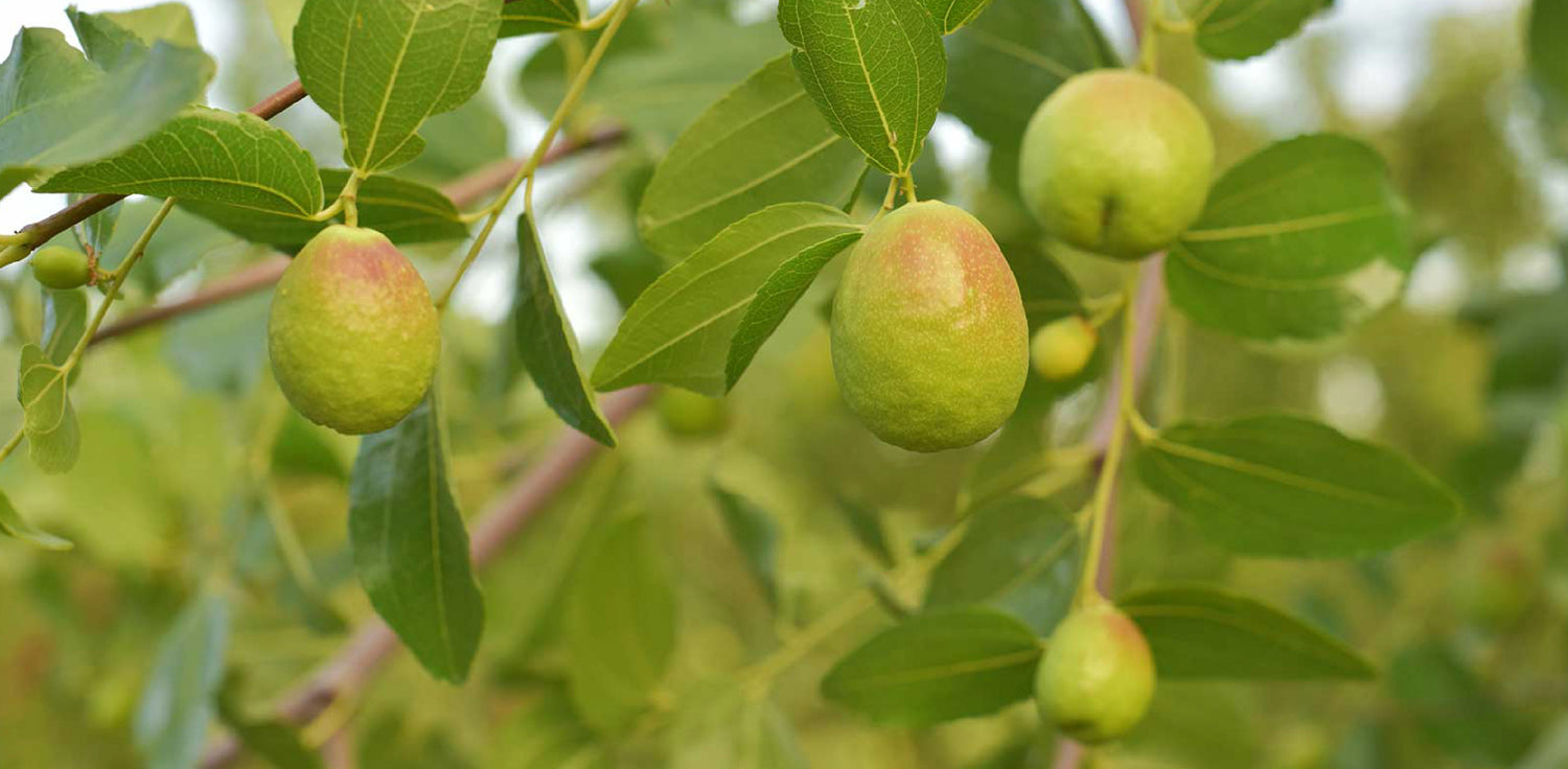 Jojoba plant - A photo of a jojoba plant, featuring thick, succulent-like leaves that are oval or oblong in shape, and typically silvery-grey or bluish-green in color. The plant produces small, inconspicuous greenish-yellow flowers. Jojoba plants also produce a fruit, which is a hard, woody capsule that contains seeds. The fruit is typically brown or green in color with a textured surface.