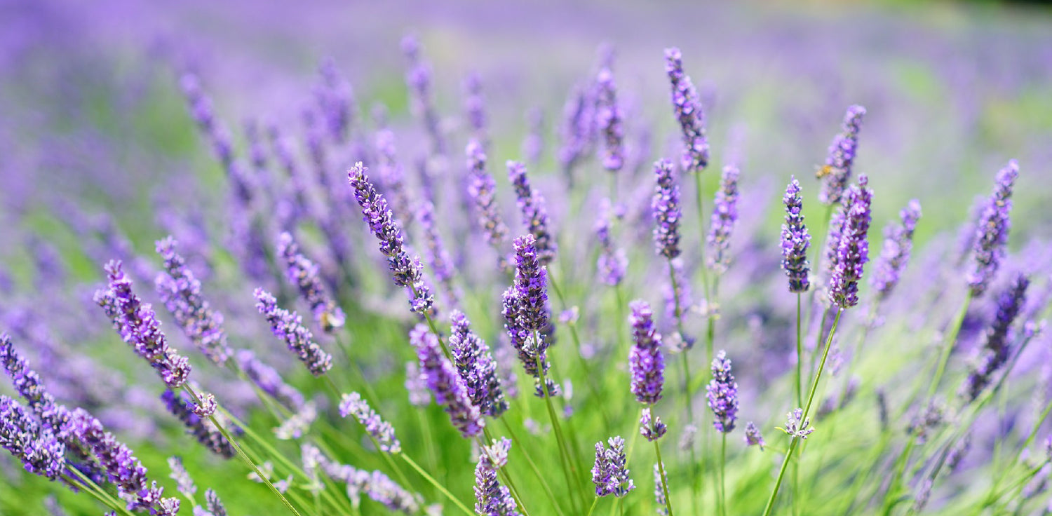 Lavandula angustifolia plant - A photo of a Lavandula angustifolia plant, commonly known as English lavender or true lavender. The plant features narrow, linear leaves that are gray-green in color and grow in opposite pairs along woody stems. The leaves are highly aromatic with a characteristic lavender scent. The plant produces spikes of small, tubular flowers that are typically purple or blue in color and attract pollinators such as bees and butterflies. 