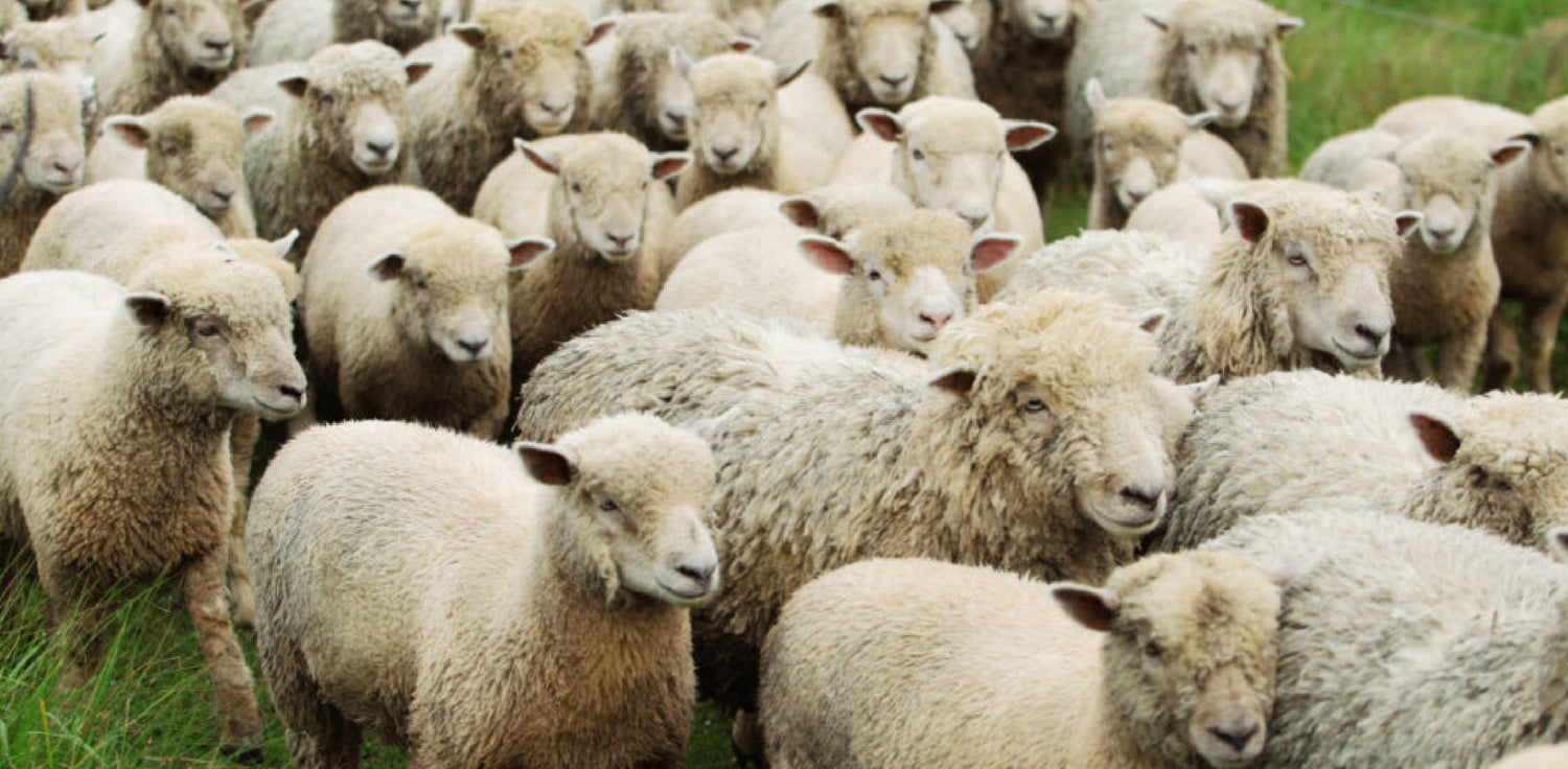 Sheep lanolin - A photo of a group of sheep grazing in a green meadow. lanolin, a natural waxy substance obtained from sheep's wool. The image shows a jar or bottle containing a yellowish-white, semi-solid substance, which is lanolin extracted from sheep's wool.