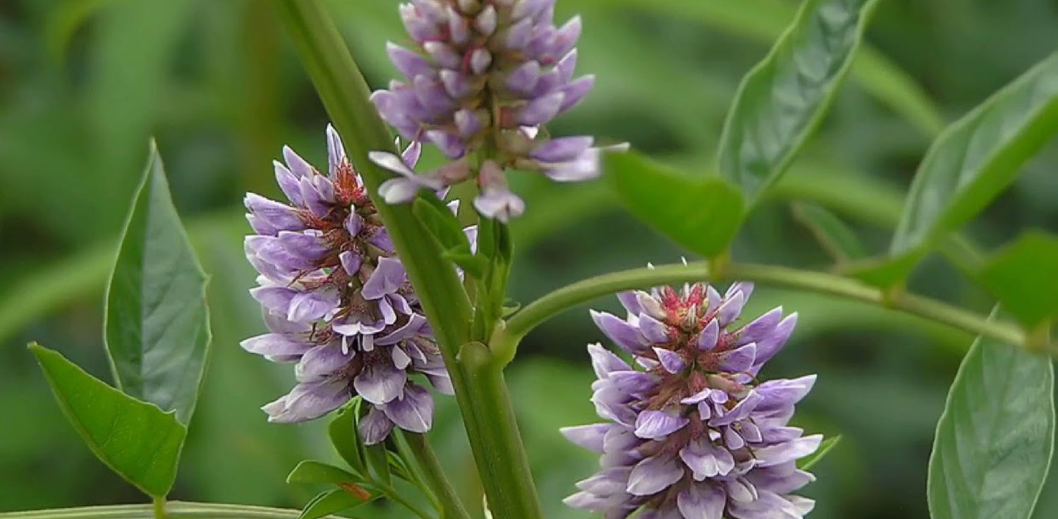 Glycyrrhiza glabra plant - A photo of a Glycyrrhiza glabra plant, commonly known as licorice or sweet root. It is a perennial legume plant with pinnately compound leaves and purple to blue flowers. The plant has a woody stem and grows up to 1 to 1.5 meters in height. The leaves are composed of several pairs of leaflets that are elliptical or lanceolate in shape. The flowers are pea-like and arranged in racemes. 