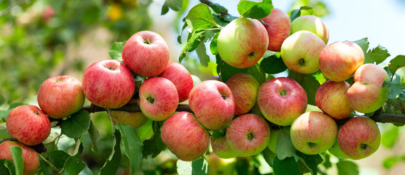 Apple Tree - A photo of an Apple tree, typically featuring a deciduous tree with a rounded canopy and branches that bear leaves and fruit. The leaves are simple, alternate, and serrated, with a glossy green color. The tree produces flowers in the spring, typically white or pink in color, which later give rise to the fruit. The apples come in a variety of shapes, sizes, and colors depending on the apple cultivar, but they generally have a round or oblong shape with a smooth red or textured skin