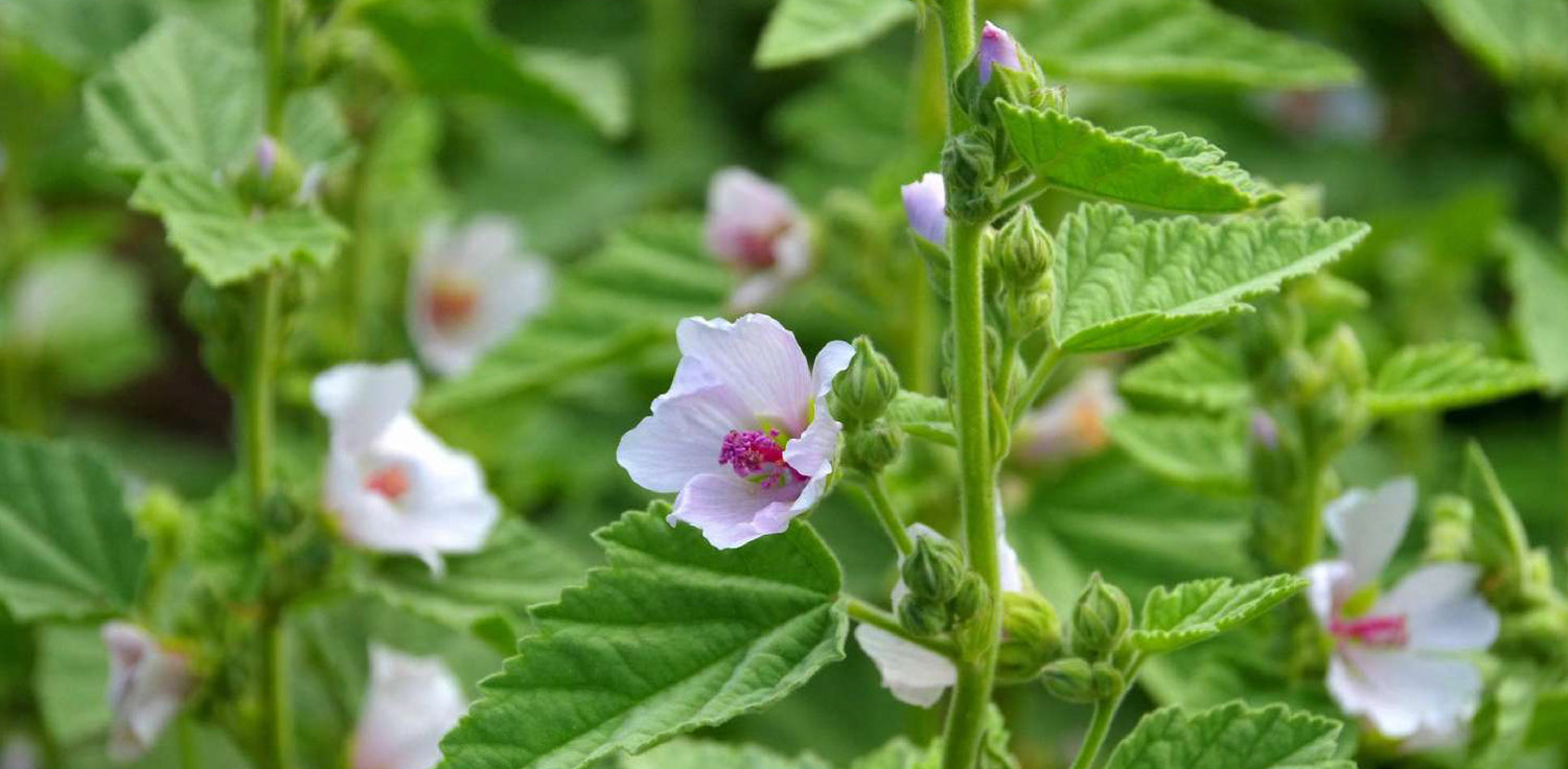 Althaea officinalis plant - A photo of an Althaea officinalis plant, commonly known as marshmallow. It features a perennial herb with tall, upright stems covered in soft, fuzzy leaves. The leaves are heart-shaped and have serrated edges, with a velvety texture. The plant produces clusters of pale pink to white flowers with five petals that are arranged in a raceme or spike. The flowers have a delicate, sweet fragrance and are often visited by bees and other pollinators.