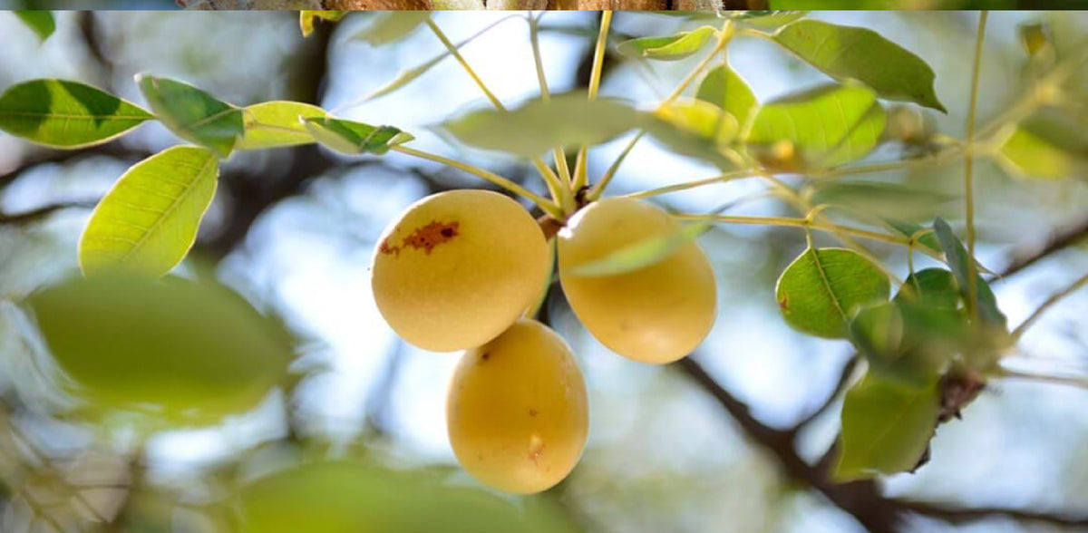 Marula Jam Fruit De Marula Véritable – Padam Lama Karki Marula Fruit – VVME