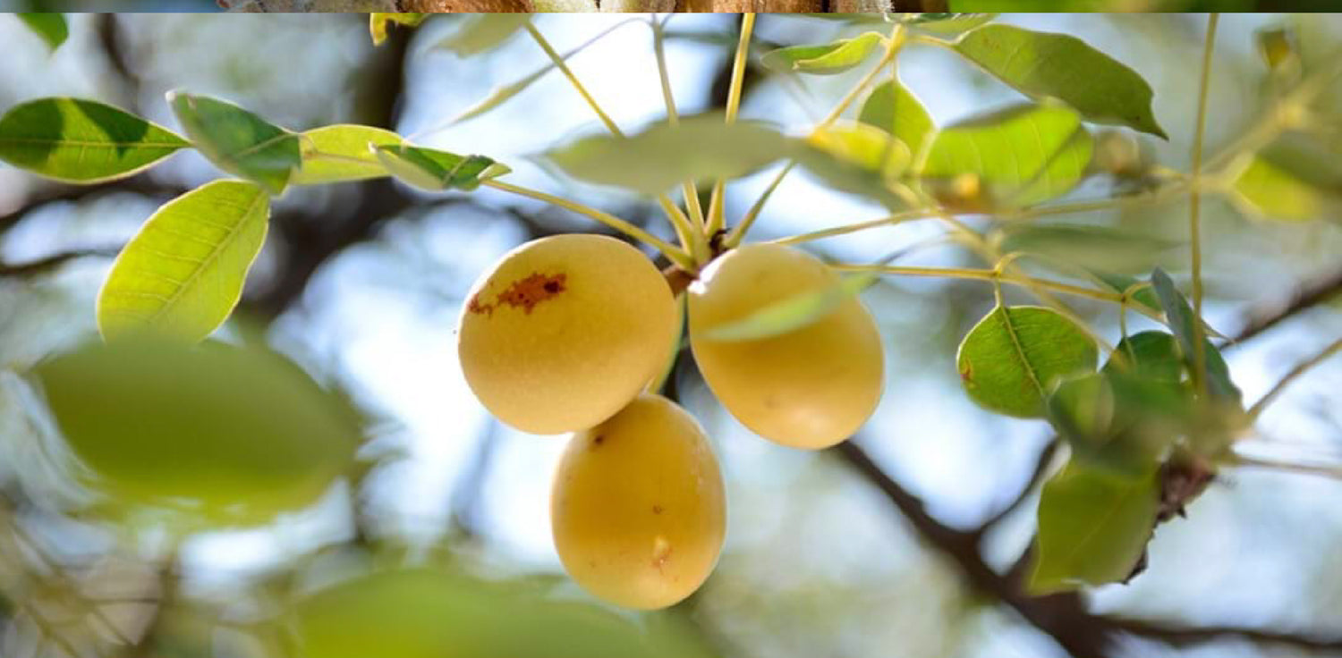 Marula fruit - A close-up photo of ripe marula fruits growing on a marula tree. The image shows clusters of round, yellow or green fruits with a thick, tough outer skin and a small, hard-shelled seed inside. The fruits are covered with dense, short hairs and are surrounded by green leaves.