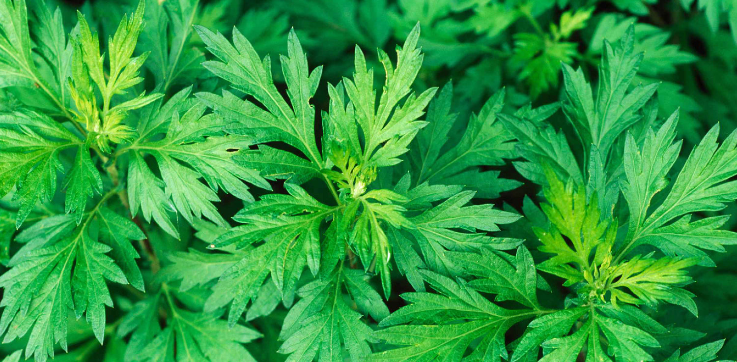 Mugwort plant - A photo of an Artemisia vulgaris plant, commonly known as mugwort. It features a tall, herbaceous perennial plant with deeply lobed, dark green leaves that are usually covered in fine hairs. The leaves have a distinct aroma when crushed, often described as being somewhat bitter and medicinal. The plant produces clusters of small, inconspicuous flowers that are typically greenish-yellow in color. 