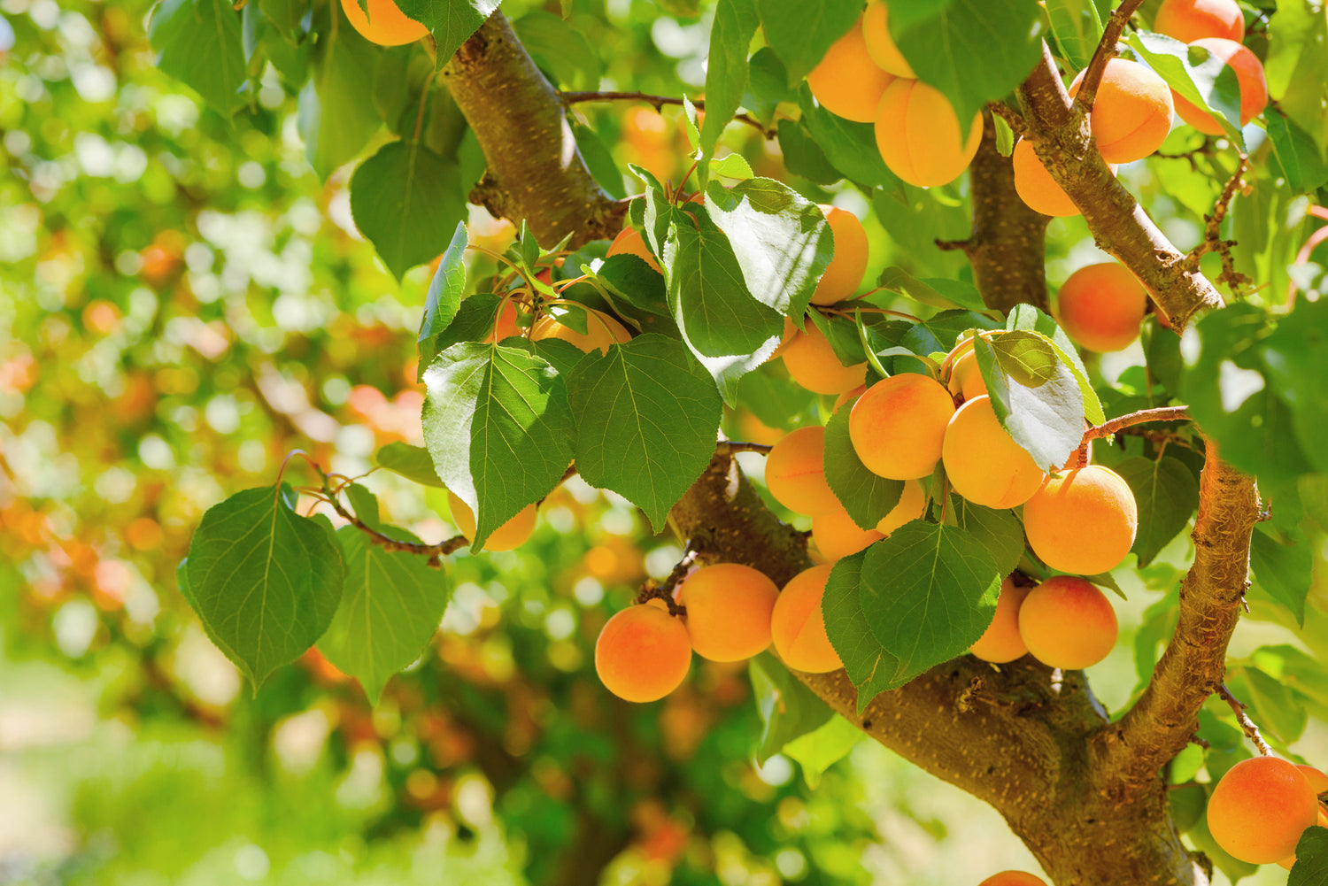 Apricot Tree - A photo of an Apricot tree, typically featuring a deciduous tree with a spreading canopy and branches that bear leaves and fruit. The leaves are simple, ovate, and serrated, with a glossy green color. The tree produces flowers in the spring, usually pink or white in color, which later give rise to the fruit. The apricots are small to medium-sized stone fruits with a smooth, fuzzy skin that can be orange, yellow, or blush in color, depending on the apricot cultivar. 