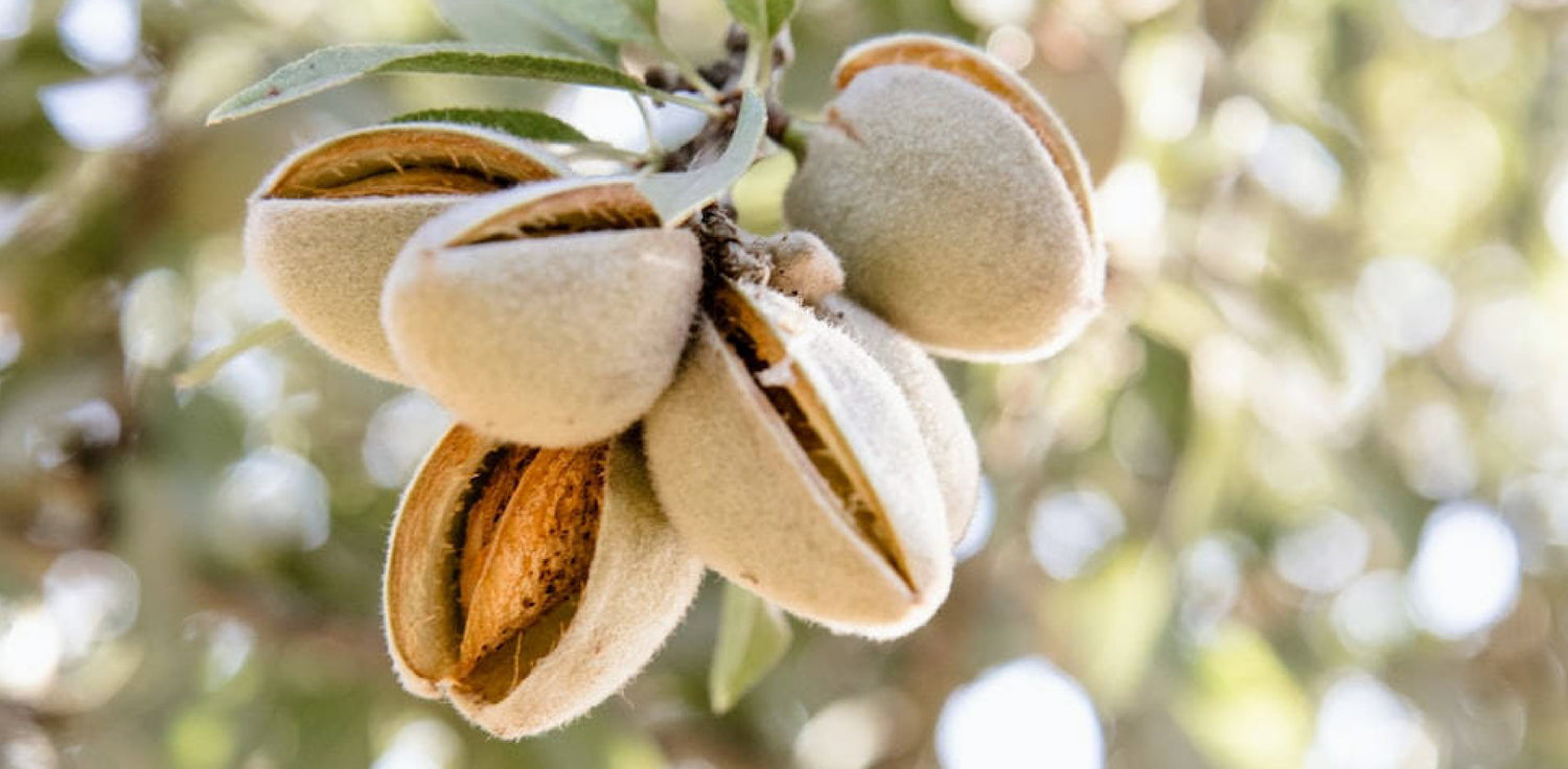 Almond trees - A photo of almond trees with their branches covered in white and pink flowers in full bloom. The image shows the trees against a blue sky with green leaves and flowers, and some small almond nuts forming among the flowers. Almond nuts are encased in a hard, woody shell and are known for their nutritional value and versatility in culinary applications.