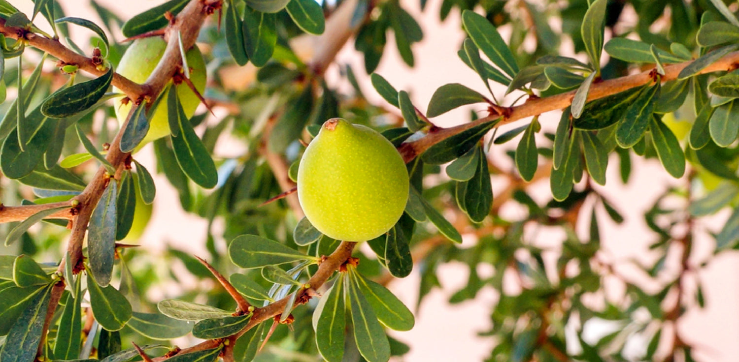 Argan tree - A photo of an argan tree, a thorny evergreen tree native to Morocco and known for its valuable oil, and a close-up of argan fruits. The photo shows a mature argan tree with a twisted trunk, spiny branches, and small oval-shaped leaves. he close-up of argan fruits shows small, round, and fleshy fruits with a thick green outer shell.  