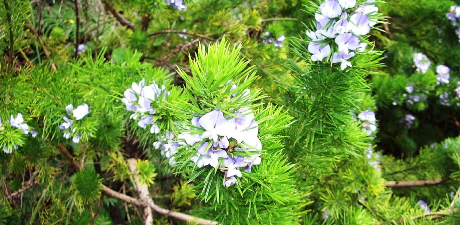 Psoralea corylifolia - A photo of a Psoralea corylifolia plant, also known as Babchi or Bakuchiol plant. The photo shows a small, herbaceous plant with multiple stems, pinnately compound leaves, and clusters of small purple or blue flowers. The leaves are ovate or lanceolate in shape, and the flowers are pea-like, arranged in dense spikes. 