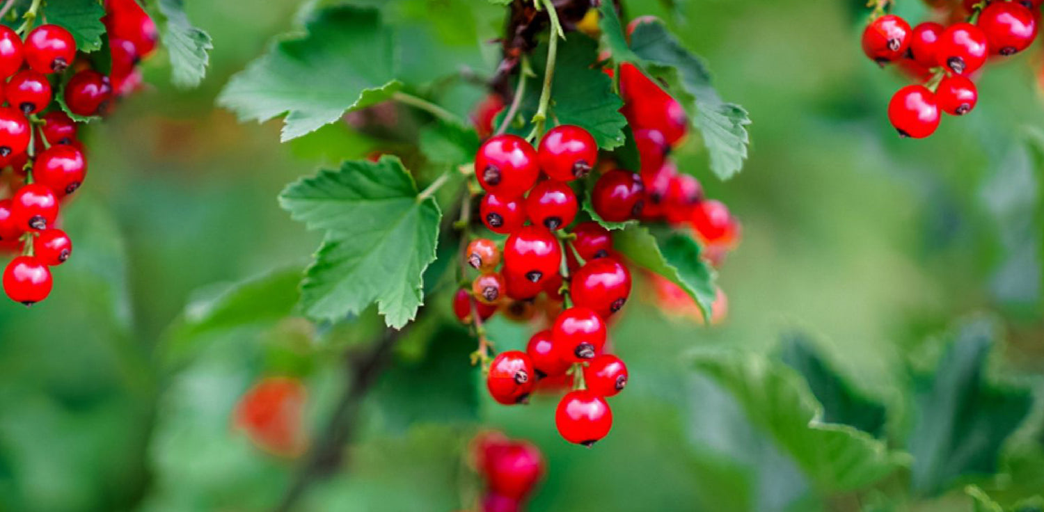 Red berries - A close-up photo of red berries on a tree or bush. The berries are small, round or oblong in shape, and have a bright red color. They may be clustered together or scattered on the branches of the tree or bush. The foliage and branches of the tree or bush may also be visible in the image, with leaves that are typically green in color.