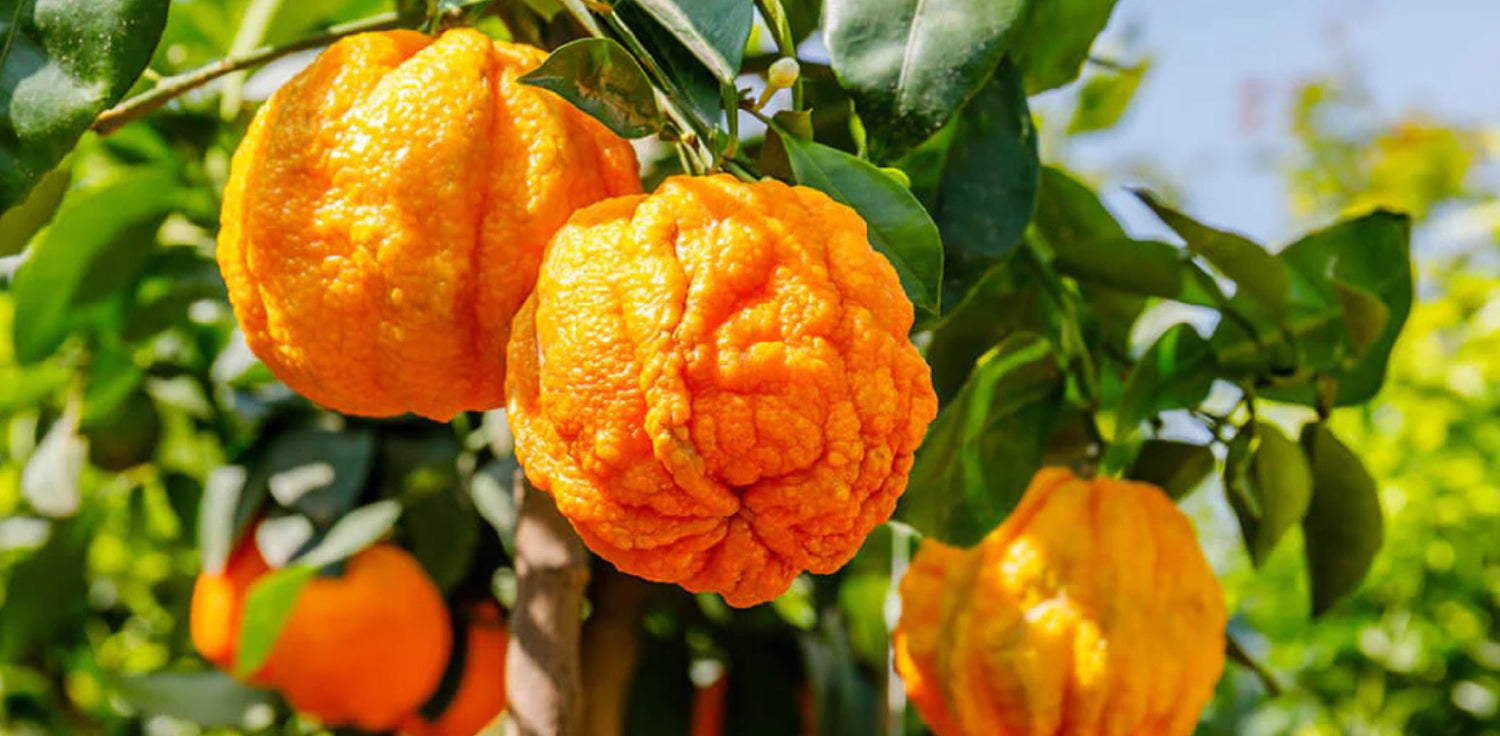 Bitter orange tree - A photo of a bitter orange tree, also known as Seville orange or Citrus aurantium. It features a small to medium-sized evergreen tree with glossy dark green leaves, fragrant white flowers with five petals, and sharp thorns on its branches. The tree produces round, bitter fruits that are typically yellow to orange in color and have a textured peel