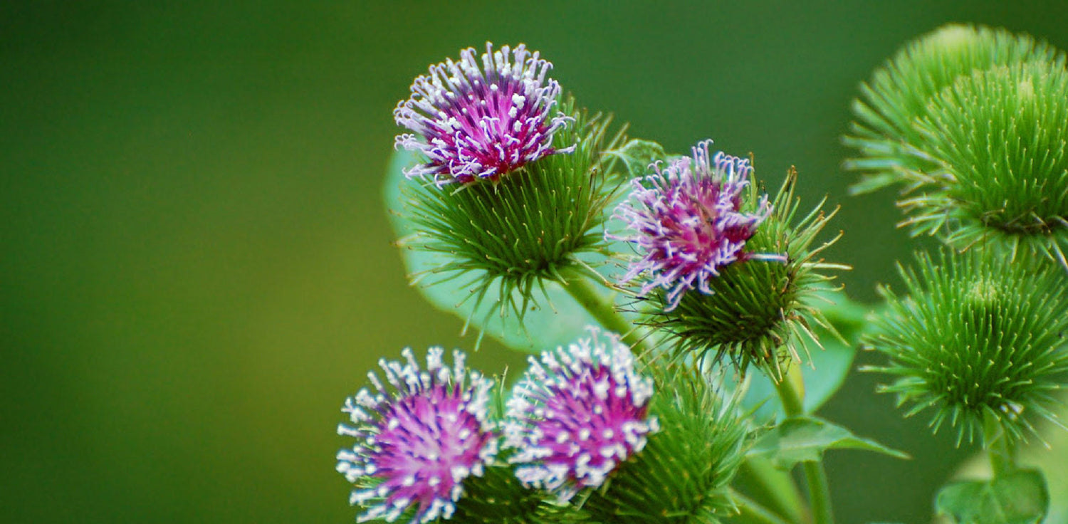 Burdock plant - A photo of a biennial herbaceous plant with large, heart-shaped leaves and prickly burrs. The leaves are dark green and can grow several feet in length, with prominent veins and a furry texture on the undersides. The plant produces tall, sturdy stems with clusters of pink to purple tubular flowers that bloom in the summer. Burdock is known for its distinctive burrs, which are round, spiky structures covered in small hooks that easily cling to surfaces. 