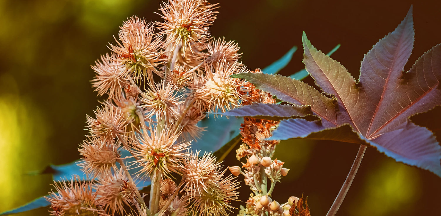 Castor plant - A photo of a castor plant. he photo shows a tall, upright plant with large palmate leaves that have serrated edges and distinctive red veins. The leaves are typically green, but some cultivars may have red or bronze foliage. The plant also bears clusters of small, greenish-yellow flowers and spiky fruit capsules that contain seeds. 