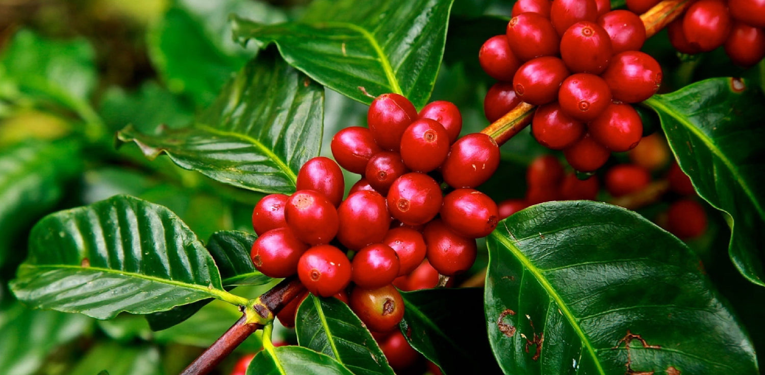 Coffee tree - A photo of a coffee tree, typically featuring a tall evergreen tree with glossy leaves and white, fragrant flowers. The leaves of the coffee tree are usually dark green and shiny, and the flowers are small and star-shaped. The tree produces small fruits, often referred to as "cherries," that contain two coffee beans each. 