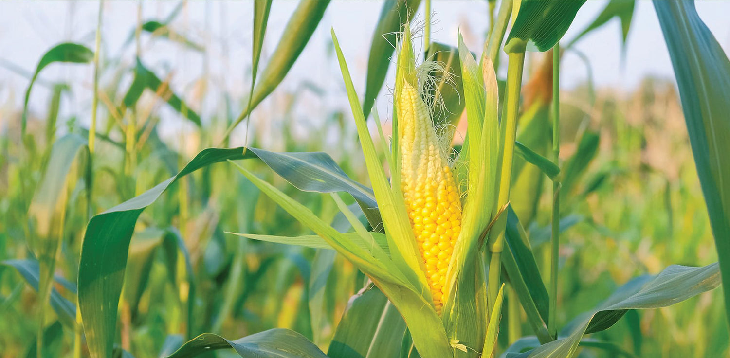 Corn plant (Zea mays) - A photo of a corn plant, also known as maize. It features a tall stalk with long, strap-like leaves arranged in a spiral pattern around the stalk. The leaves are typically bright green and have parallel veins. At the top of the stalk, there is a tassel-like structure consisting of male flowers, and the lower portion of the stalk bears ears of corn, which are the female reproductive structures. The ears are covered by husks and contain rows of yellow or white kernels.