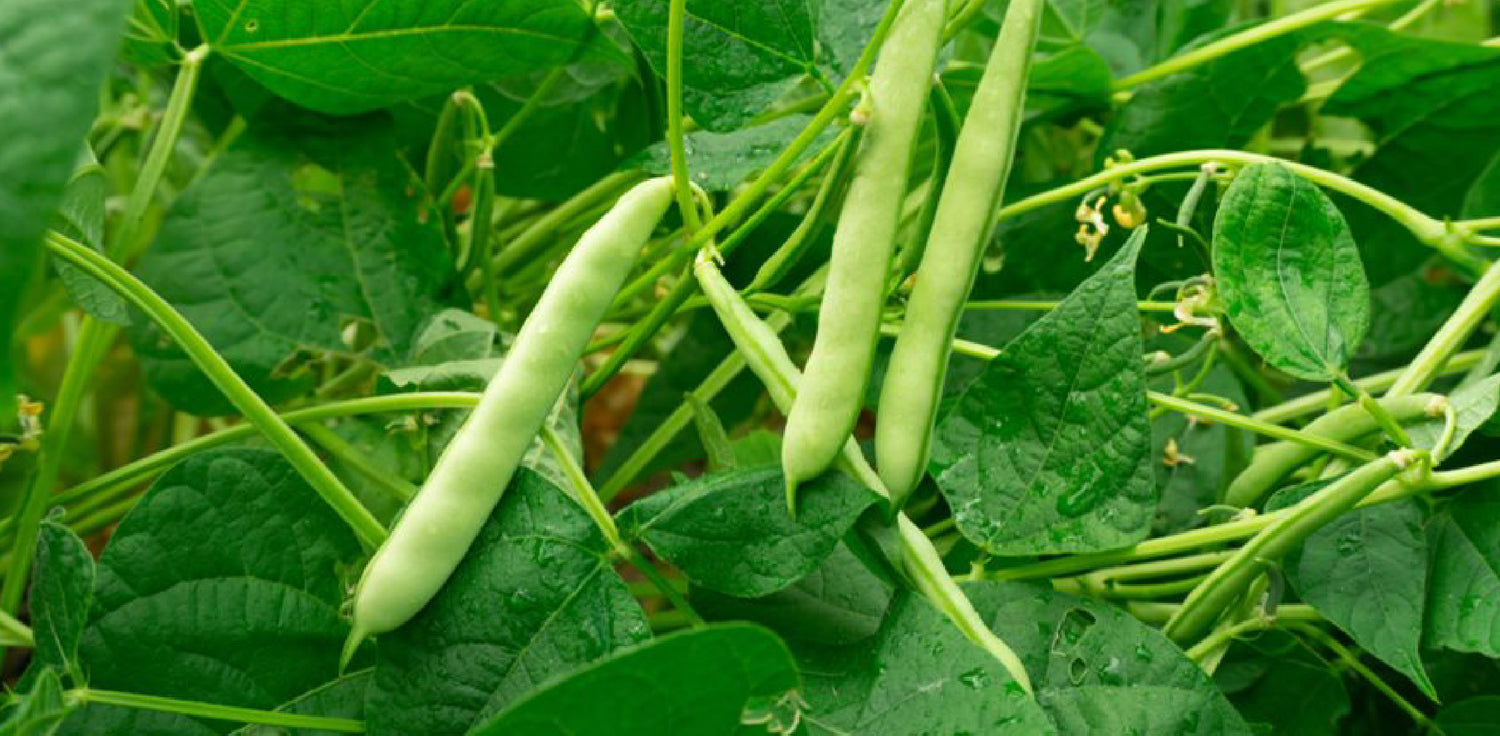 Legume plant - A photo of a legume plant, a member of the Fabaceae family. It features a tall, upright stem with compound leaves that have multiple leaflets arranged in a pinnate or trifoliate pattern. The leaves are typically green, and some species may have stipules at the base of the leaflets. The plant produces pea-like flowers in various colors, including white, pink, purple, or yellow, which are typically arranged in clusters or spikes. 