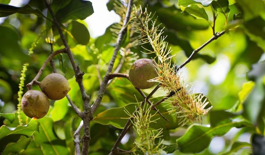 Macadamia nut tree - A photo of a macadamia nut tree. It is a large evergreen tree with a dense canopy of dark green leaves that are simple, alternate, and lanceolate in shape. The tree has a smooth, grayish-brown bark and bears small, fragrant flowers that are creamy-white to pale pink in color. The tree produces round or oval nuts with a hard shell that are encased in a green husk, which splits open to reveal the brown, woody shell of the nut. 