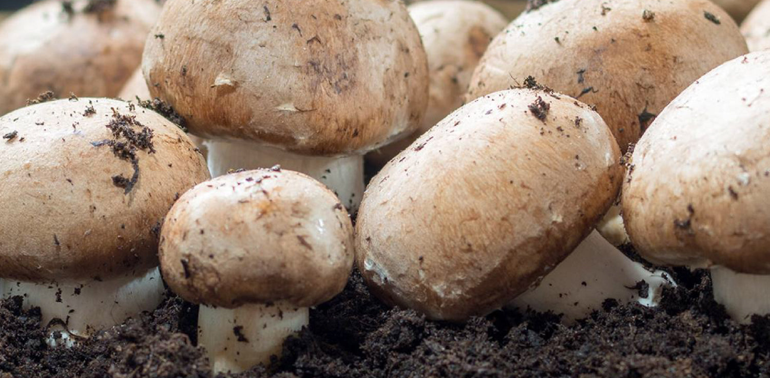 Mushrooms - A photo of various types of mushrooms, a type of fungi that typically grow in moist environments and have distinctive cap and stem structures. The photo shows mushrooms of different shapes, sizes, and colors, including button mushrooms, shiitake mushrooms, and oyster mushrooms, among others. The mushroom caps may be rounded, flat, or irregular in shape, and may have different surface textures, such as smooth, wrinkled, or bumpy.
