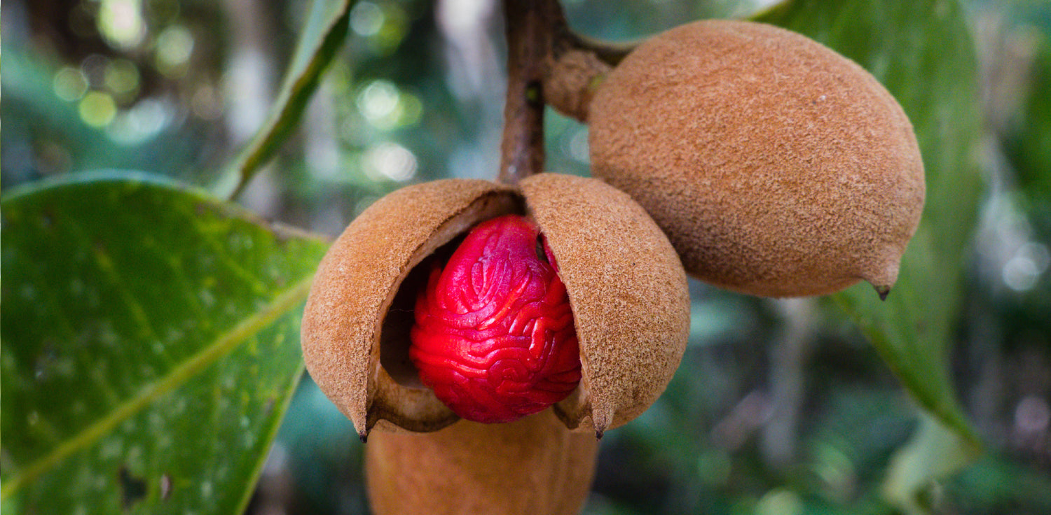 Nutmeg tree - A photo of a nutmeg tree, a tropical evergreen tree. The tree has a dense canopy of glossy, dark green leaves that are simple, elliptical, and arranged in an alternate fashion. The tree produces small, pale yellow flowers that are inconspicuous. The tree's fruits are spherical, fleshy drupes with a rough, wrinkled outer covering, which splits open to reveal the seed or red nutmeg inside. The seed is brown, ovoid in shape, and has a rough texture. 