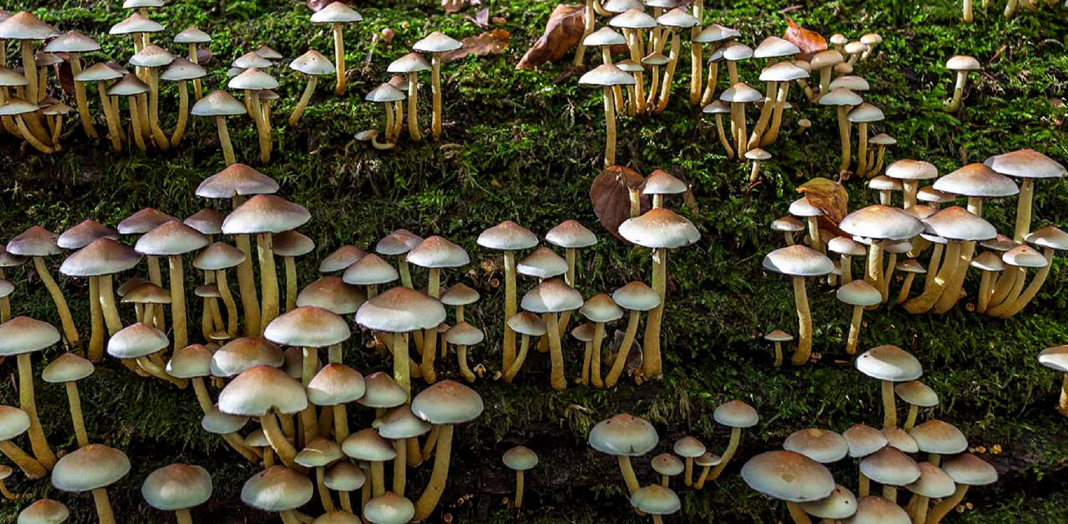Mushrooms - A photo of mushrooms, which are a type of fungi that come in a wide variety of shapes, sizes, and colors. They typically have a fleshy, fruiting body that emerges from the ground or grows on decaying organic matter. Mushrooms can have a cap or cap-like structure on top, with gills, pores, or teeth underneath that produce spores for reproduction. The cap and stem of mushrooms can vary greatly in color, texture, and pattern, depending on the species. 