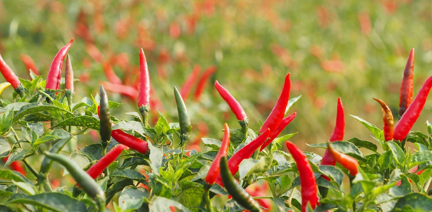 Chili plant - A photo of a chili plant, a type of flowering plant that produces spicy chili peppers. The image may show the plant's foliage, consisting of green leaves with serrated edges, and stems that bear multiple chili peppers. The chili peppers can vary in size, shape, and color, depending on the specific chili pepper variety, and may be green, red, yellow, or other colors when ripe. 