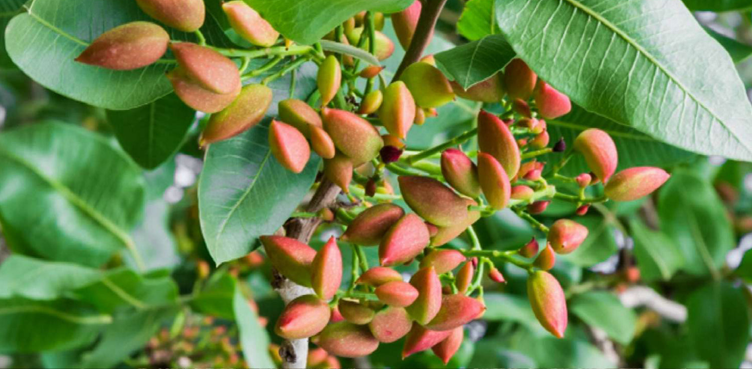 Pistachio tree - A photo of a pistachio tree with a short trunk and a canopy of pinnately compound leaves. The leaves are composed of multiple pairs of small leaflets with a pointed tip and a serrated edge, and they are a bright green color. The tree is bearing clusters of small, oval-shaped fruits with a hard shell that splits open to reveal the edible pistachio nuts inside. 
