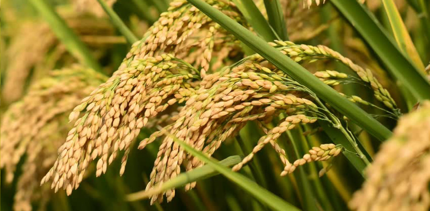 Rice plant - A photo of a rice plant, scientifically known as Oryza sativa. It typically grows to be around 2-4 feet tall with long, slender leaves that have parallel veins. The leaves are usually a vibrant green color and can vary in length depending on the stage of growth. The stem of the rice plant is jointed, with nodes where the leaves and branches emerge. The plant also produces flowers that are small and inconspicuous, typically arranged in spikelets. 
