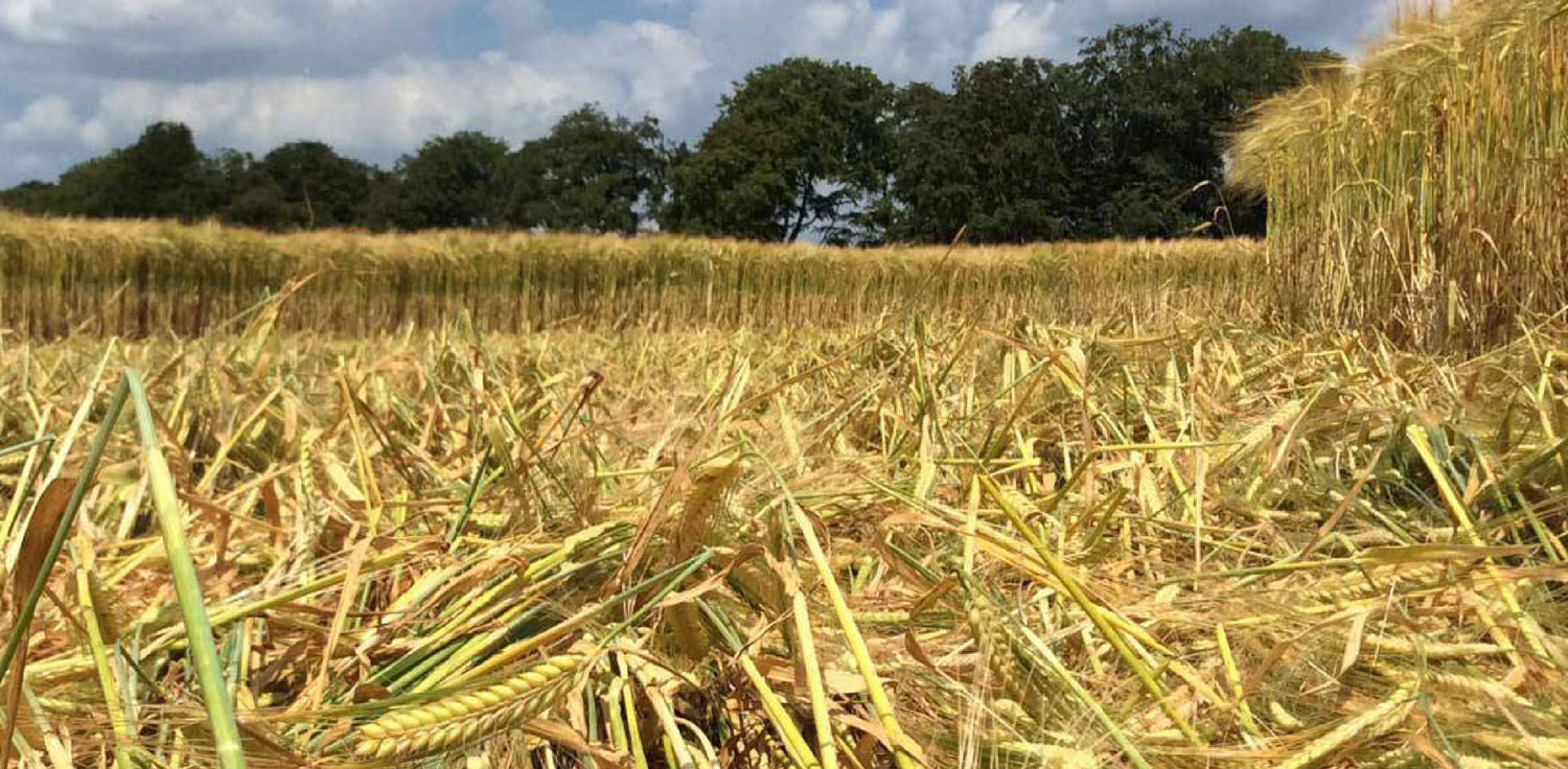 Straw field - A photo of a field covered with straw, which is the dried stalks of harvested cereal plants such as wheat, barley, or oats. The field is covered with a thick layer of straw, which appears golden or light brown in color. The straw stalks are dry and brittle, with some lying flat on the ground and others standing upright. The field may show signs of recent harvest, with cut stalks and scattered straw remnants.
